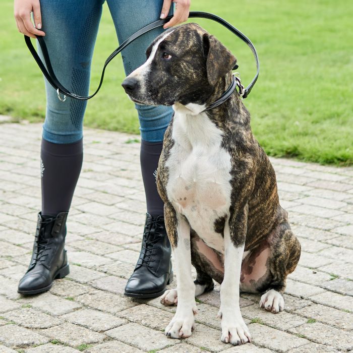 Dog collar HVPLegacy - 9000 - Black